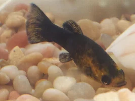 guppy prefers Platy over Female guppy