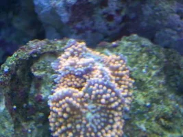 Ricordea mushroom