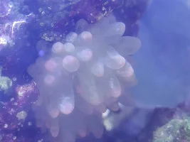 Anemone health issues! Help SOS