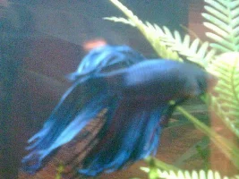 Newbie And Harri The Betta