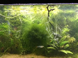 Sickly Java Moss & Moss Ball