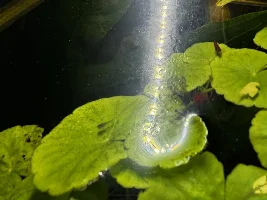 My 60L Cube