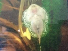 Get rid of tiger barbs, or just let the be?