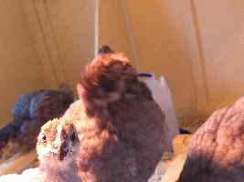I am getting baby chickens!