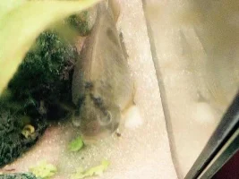 Fish Pregnant Or Sick
