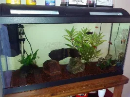 Easy Plants