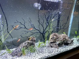 55g puffer planted tank