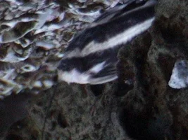 Can anyone tell me what fish this is?