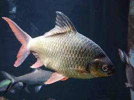 A few pics of my fishy friends...