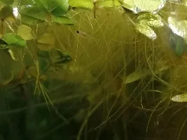 Betta Coccina Breeding Tank