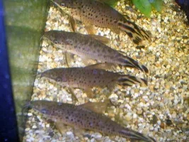 Pics of re-done 57G and Flagtailed Cats