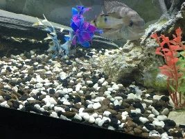 Missing Bolivian ram