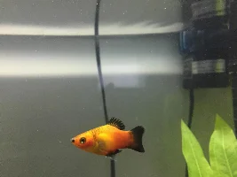 Is this Platy male or female?