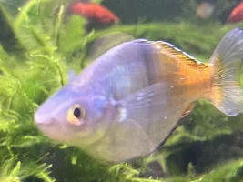 White, thick fuzzy poop and bacterial infections in my 90 gallon freshwater community tank