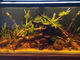 90g Planted Aquarium Journal