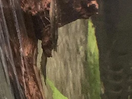 What kind of shrimp is this?