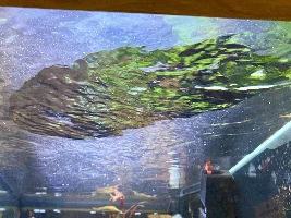 Neon tetra swimming face up :(