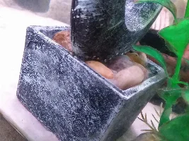 Panda Cory Eggs?