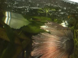 Yes Spawning At Last