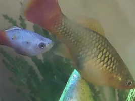 Fish pregnant?