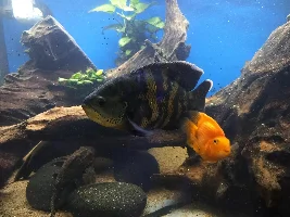 Slimmed Down Fish Room Journal