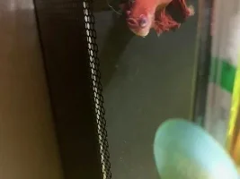 Urgent help please for my daughters much loved poorly Betta