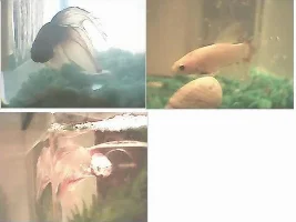 Betta Coloration