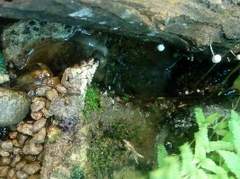 340 Liter Paludarium: East Rift Valley, Taiwan Biotope