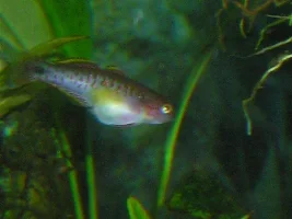 Lucky's fish