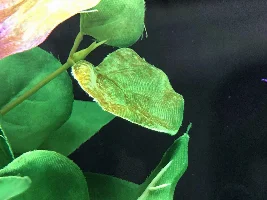 Black/brown stuff on fake plants