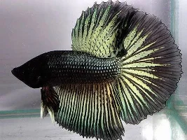 Post an awesome betta you can find in the web.