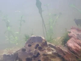 My 260L tank aquascaping project