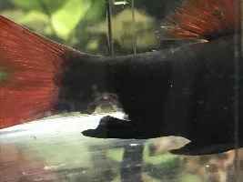 Is there a parasite that can cause these wounds?