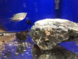 Babies and Mommy (or Daddy) - take a guess on what they are