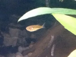 Crimson Spotted Rainbow With Pink Lesion