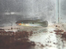 KFN killifish convention