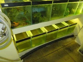 Guppies not Breeding?!