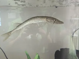Bent Spine in Grass Pickerel