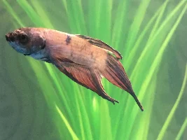 Betta Sick?