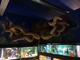 A Trip to the pet shop.