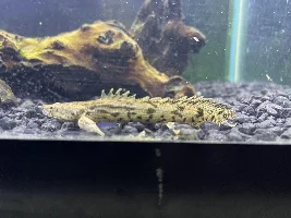ID BICHIR? PLS? :(: