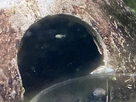 Apistogramma cacatuoides fry