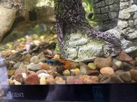 Sick Guppy: nipped fins and jumped out