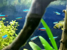 River Creek 22g