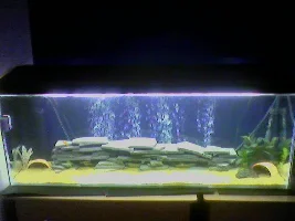~~ Tank Diary ~~