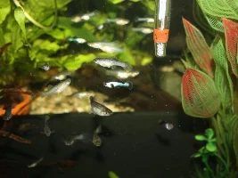 My dwarf panda guppies...