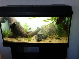 Dd's Tanks And Fish