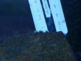 What type of algae?