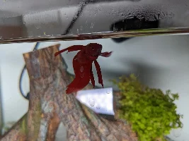 Sick betta advice needed