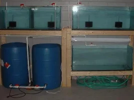 My new Fishroom!